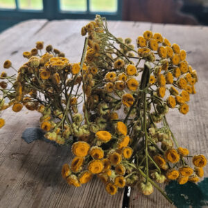 Plante sèche Tanaisie