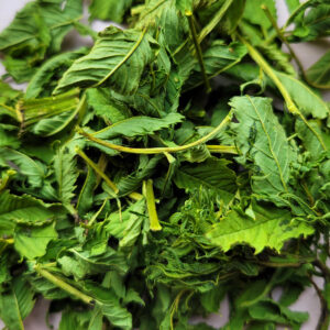 Plante sèche Datisca Canabina