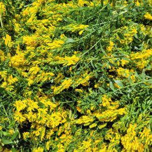 Plante sèche Genêt des teinturiers