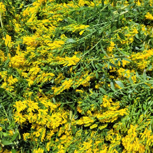 Plante sèche Genêt des teinturiers – Image 2