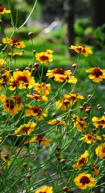 coreopsis-tinctoria-ok