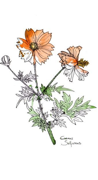 cosmos sulfureux