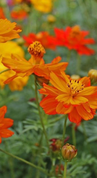 cosmos-sulphureus-melange-200-graines-ok